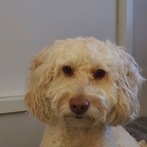 Meet your Posher, Renee